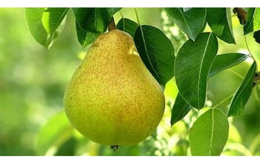 Маслянистая летняя