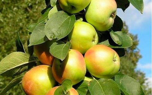 Медок (позднелетний)