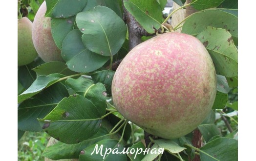 Мраморная