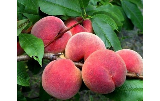 Лойко